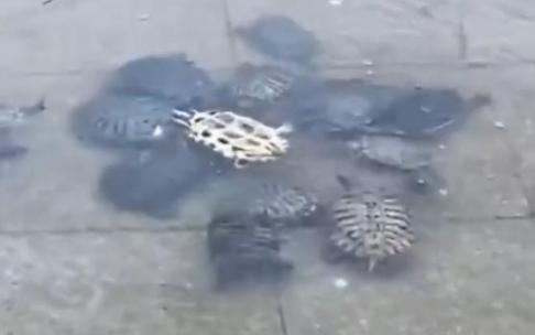 Una tortuga, sufriendo boca arriba con sus compañeras dispuestas a ayudarla. Una tortuga, sufriendo boca arriba con sus compañeras dispuestas a ayudarla.