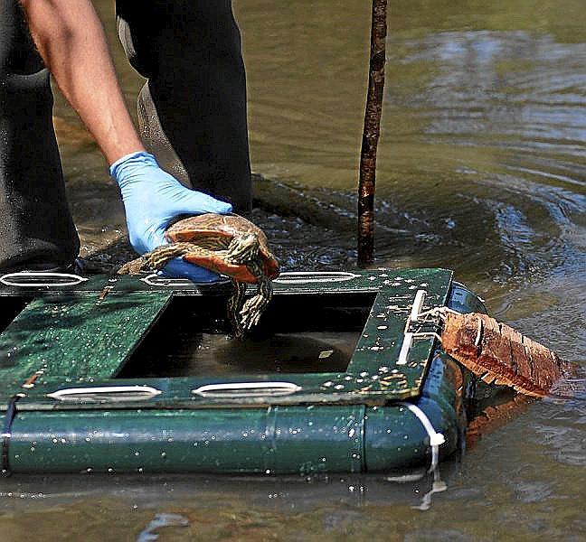 Un galápago de Florida capturado este jueves.