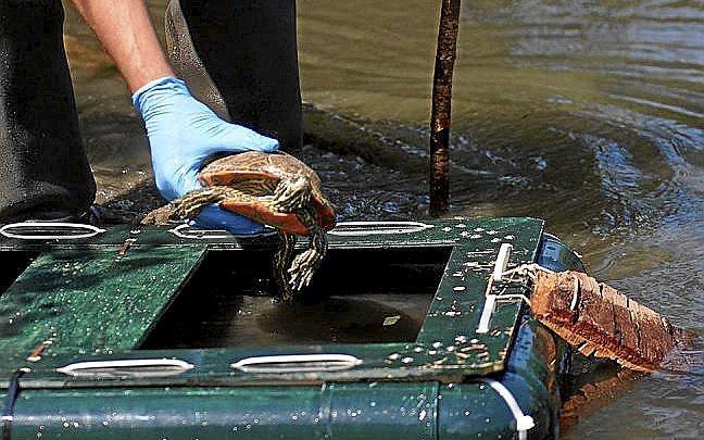Un galápago de Florida capturado este jueves.