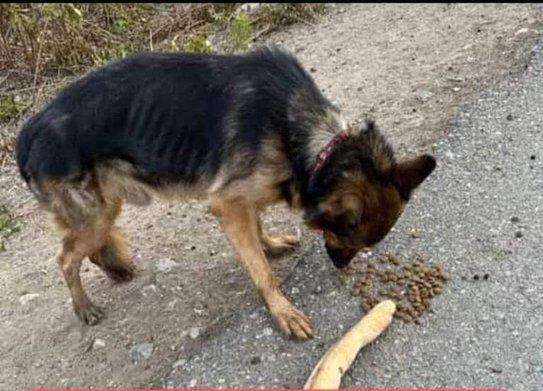 Perro para el que piden transporte solidario hasta Zuia.