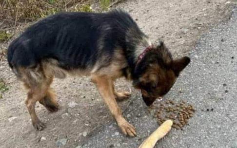Perro para el que piden transporte solidario hasta Zuia. Perro para el que piden transporte solidario hasta Zuia.