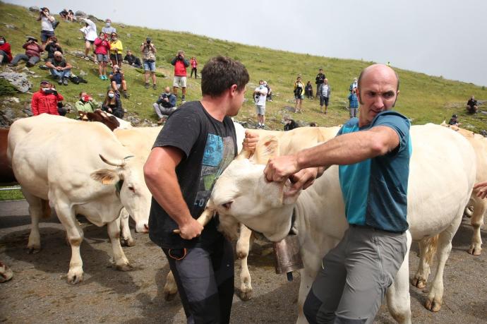 Los veterinarios y ganaderos expertos observan la dentadura para comprobar la edad y calidad de las tres vacas del acuerdo.