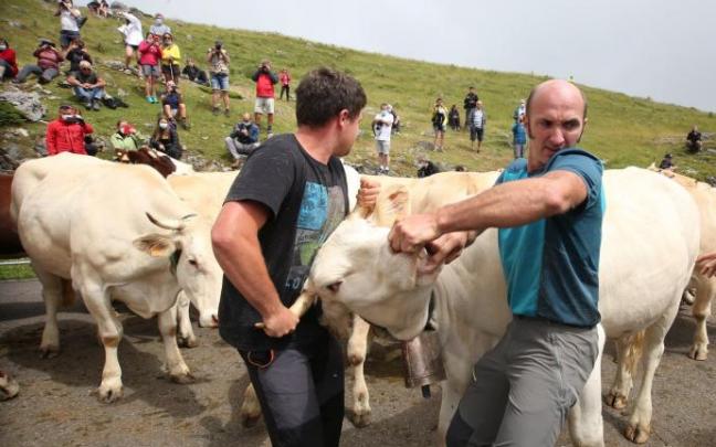 Los veterinarios y ganaderos expertos observan la dentadura para comprobar la edad y calidad de las tres vacas del acuerdo. Los veterinarios y ganaderos expertos observan la dentadura para comprobar la edad y calidad de las tres vacas del acuerdo.