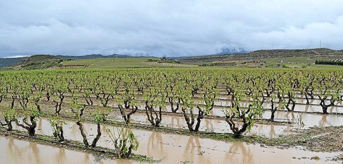 Estado de un viñedo, anegado por el agua, tras una de las tormentas que cayeron el pasado mes de junio en Rioja Alavesa.