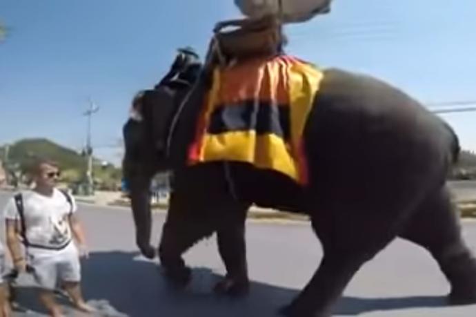 Fotograma del video en el que los turistas y el elefante indio se encuentran en la calle.