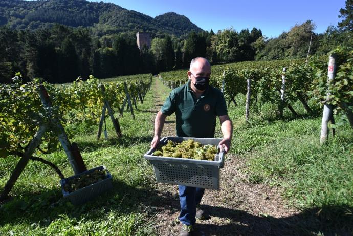 Unai Sulibarria cultiva ocho hectáreas en terrenos colindantes con la fortaleza que aloja la colección de Rolls Royce y coches clásicos de Galdames. Fotos: José Mari Martínez