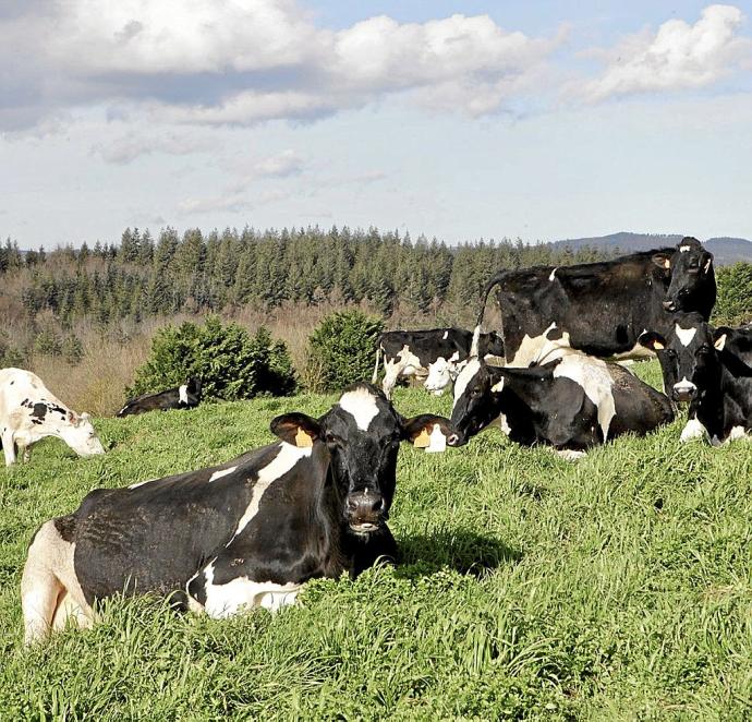 Vacas de la explotación Behi-Alde en un prado de Aramaio. Foto: Pilar Barco