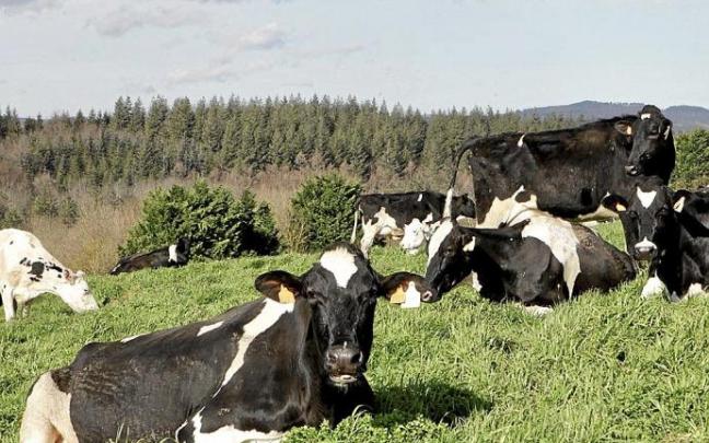 Vacas de la explotación Behi-Alde en un prado de Aramaio. Foto: Pilar Barco