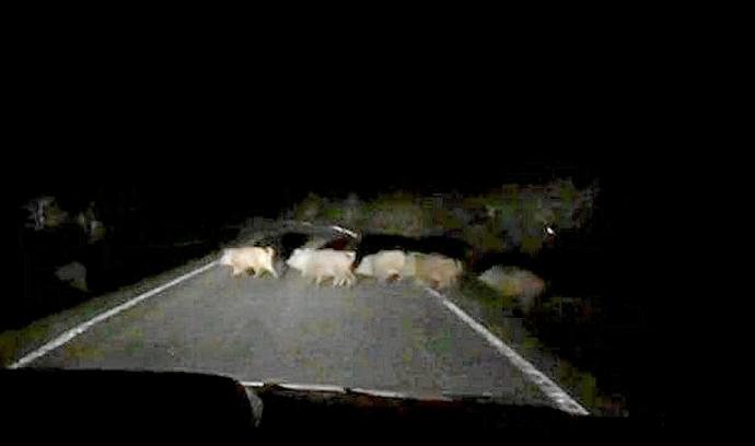 Un grupo de jabalíes atraviesa una carretera en la comarca de Montaña Alavesa.