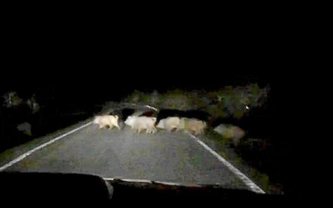 Un grupo de jabalíes atraviesa una carretera en la comarca de Montaña Alavesa.