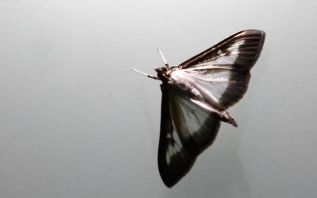 Detalle de una polilla de boj. Detalle de una polilla de boj.