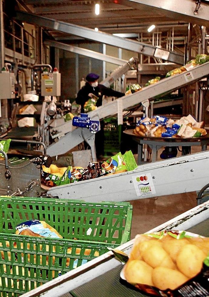 Imagen del punto de envasado de las patatas de Udapa. Foto: Pilar Barco