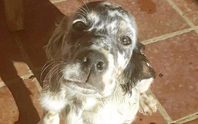 Es necesario buscar espacios en los que el perro pueda correr en libertad. Foto: N.G.