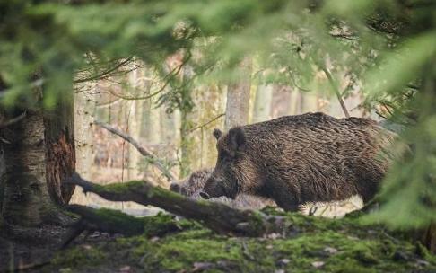 Un jabalí en tierras alavesas.