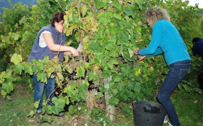 Imágenes de vendimia.