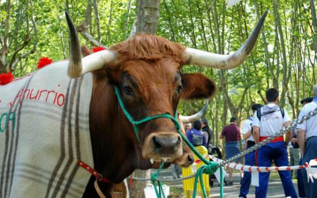 Buey berciano en la Feria Ganadera de las fiestas de La Asunción y San Roque. Buey berciano en la Feria Ganadera de las fiestas de La Asunción y San Roque.