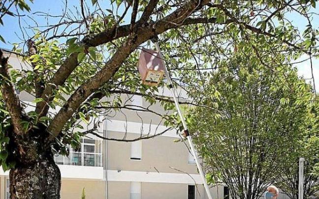 Colocando una caja-nido en su sitio.