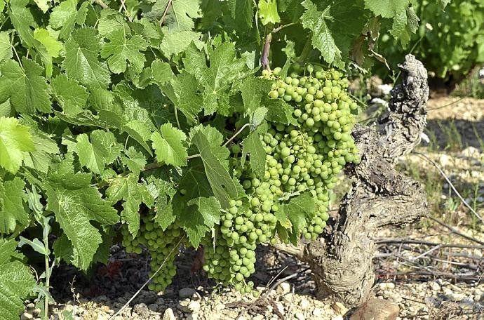 Uvas de un viñedo de Rioja Alavesa.