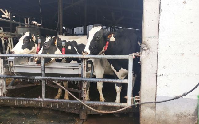 Varias vacas, abrevando agua en una explotación ganadera de Karrantza. E. CASTREXANA Varias vacas, abrevando agua en una explotación ganadera de Karrantza. E. CASTREXANA