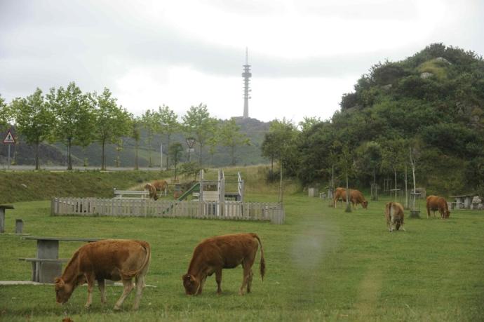 Varias vacas en un prado.