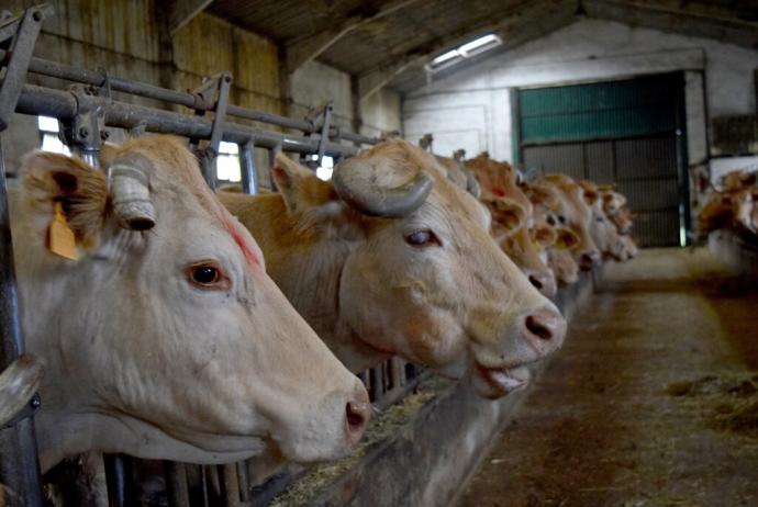 Vacas pirenaicas en una nave ganadera en Auritz-Burguete.