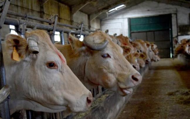Vacas pirenaicas en una nave ganadera en Auritz-Burguete.