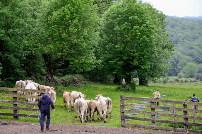 Varias vacas entrando en el pastizal de Belate tras ser marcadas a fuego.