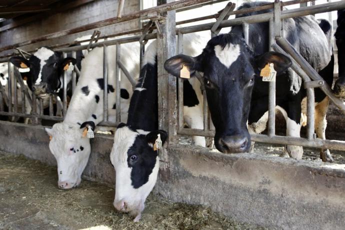 Vacas en una granja