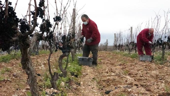 Vendimia en Rioja Alavesa.