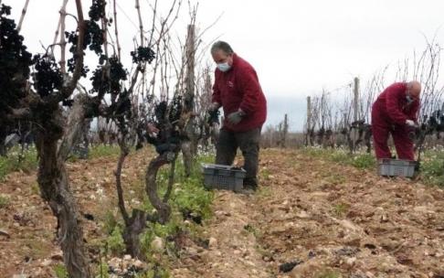 Vendimia en Rioja Alavesa.
