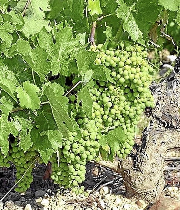 Uvas en una viña de Rioja Alavesa.