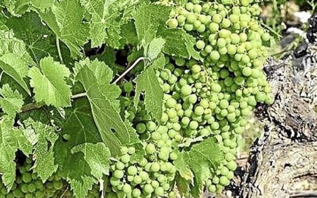 Uvas en una viña de Rioja Alavesa.