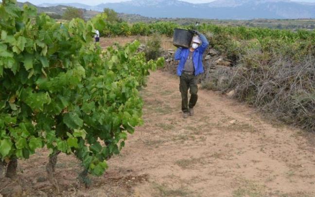 Un temporero vendimiando en un viñedo de Rioja Alavesa. Un temporero vendimiando en un viñedo de Rioja Alavesa.