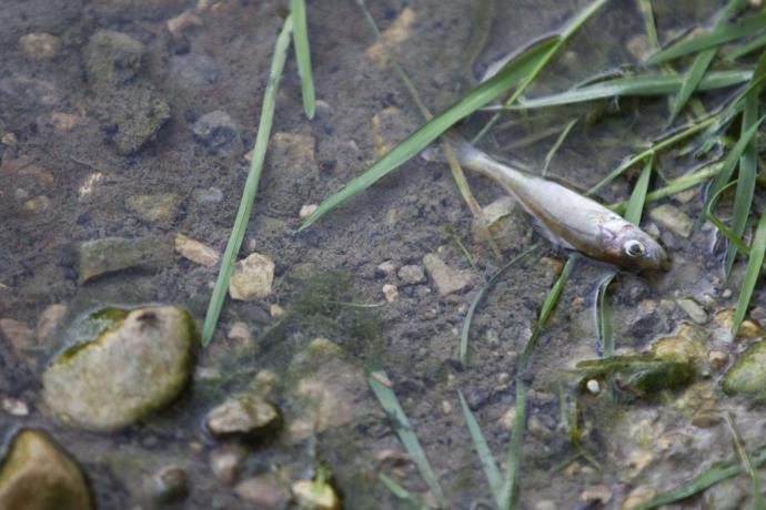 Vertido anterior en el río Zadorra, ajeno a la información