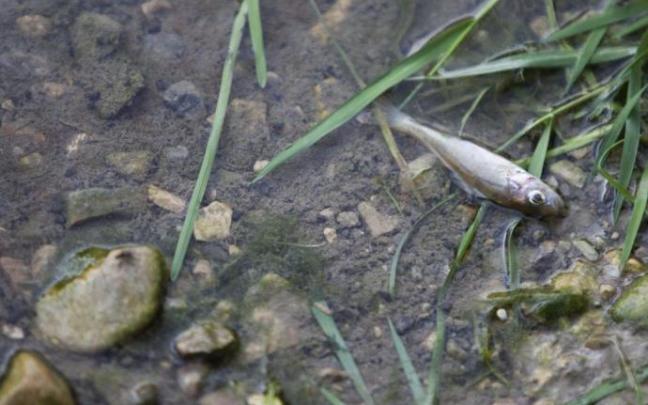 Vertido anterior en el río Zadorra, ajeno a la información Vertido anterior en el río Zadorra, ajeno a la información