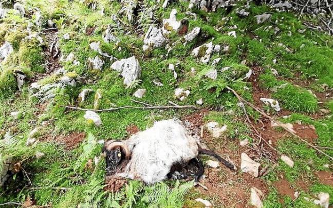 Un potrillo yace en las faldas de Izarraitz.