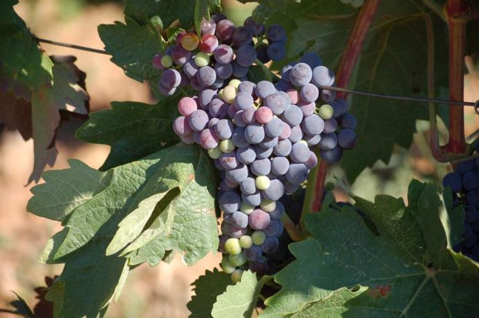 Racimo de uvas de un viñedo de Rioja Alavesa