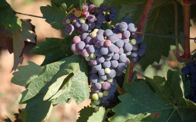 Racimo de uvas de un viñedo de Rioja Alavesa Racimo de uvas de un viñedo de Rioja Alavesa
