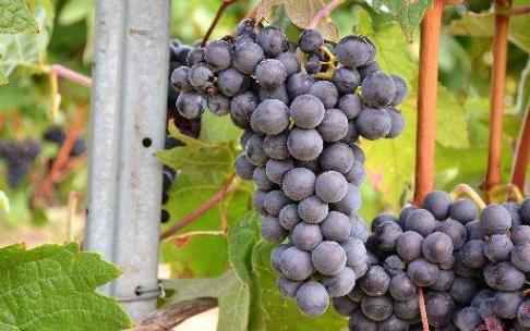 Viñedo. Viñedo.