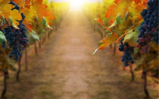 Viñedo al atardecer.