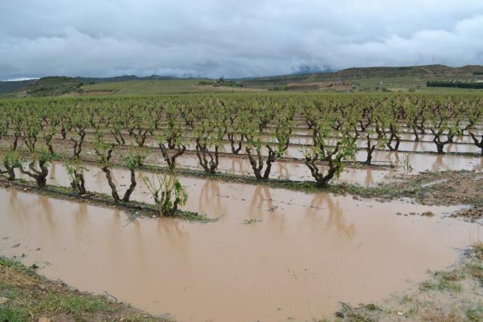 Un viñedo de Rioja Alavesa dañado por las lluvias.