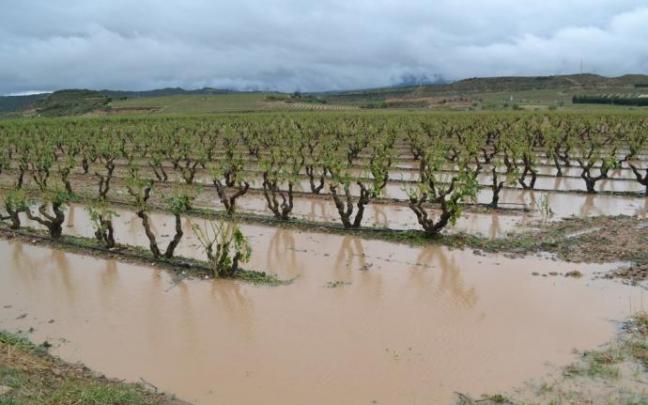 Un viñedo de Rioja Alavesa dañado por las lluvias. Un viñedo de Rioja Alavesa dañado por las lluvias.