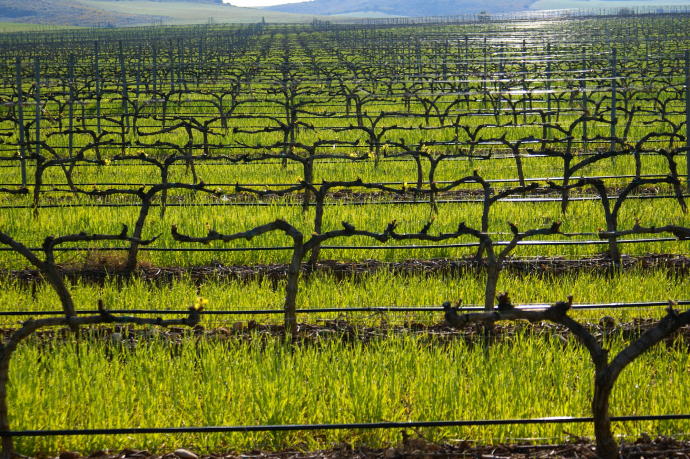 Vista de los viñedos de Traibuenas, de Bodegas Ochoa.