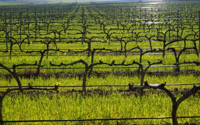 Vista de los viñedos de Traibuenas, de Bodegas Ochoa. Vista de los viñedos de Traibuenas, de Bodegas Ochoa.