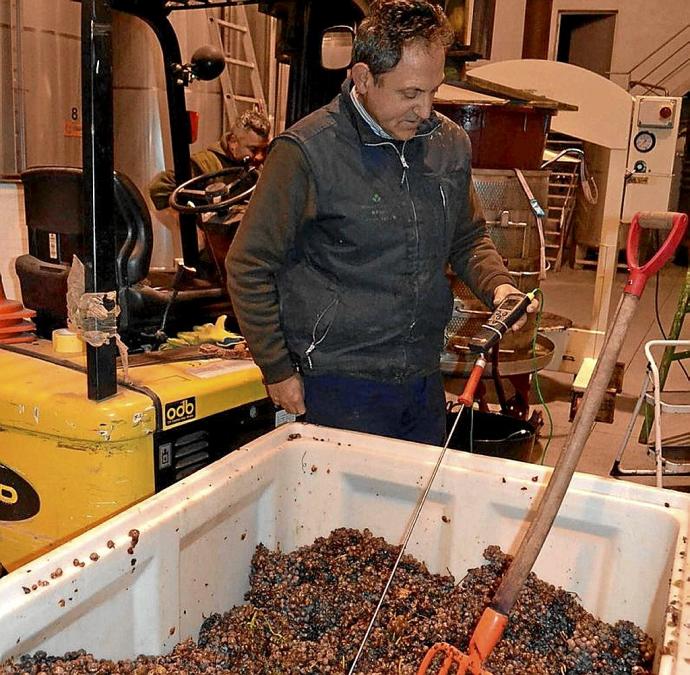 Producción de vino dulce en Bodegas Loli Casado.