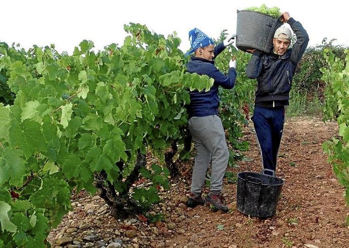 Temporeros en un viñedo de Rioja Alavesa.