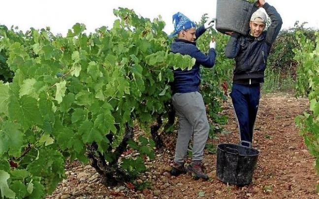 Temporeros en un viñedo de Rioja Alavesa.