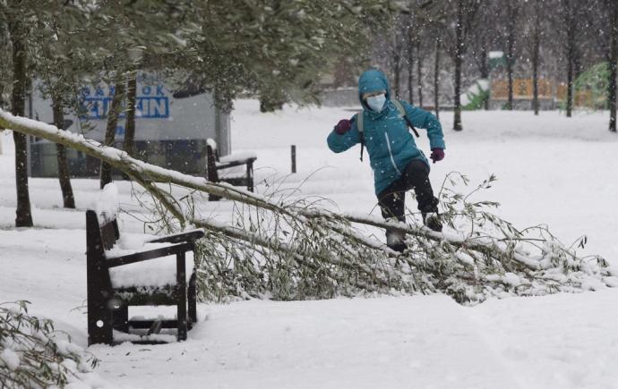 Una persona, junto a un árbol caído por la nieve en Vitoria durante una nevada