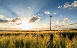 Atardecer en un campo de cereal junto a un molino eólico.