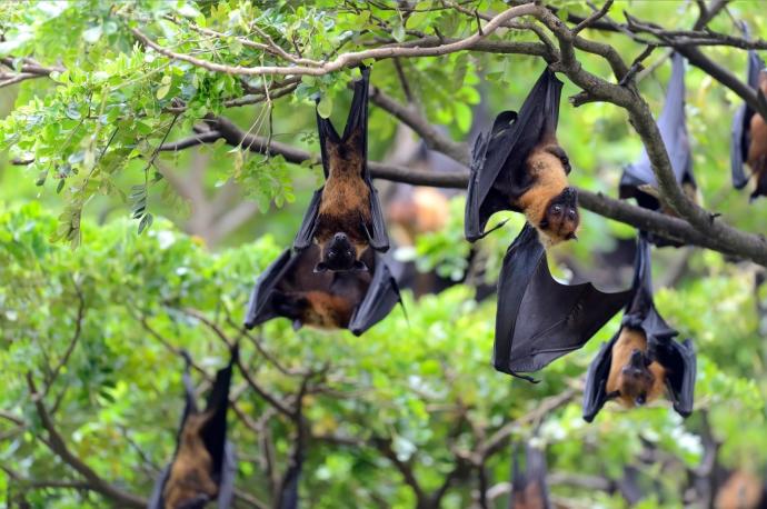 Los murciélagos representan la mayoría de los virus compartidos con humanos.